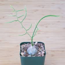 Image result for Volusia amboinensis