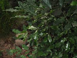 Image result for Leea guineensis