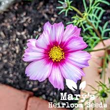 Image result for Cosmos