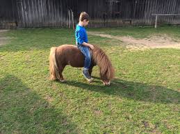 Descubre en falabella nuestra selección de ofertas para celebrar a papá en categorías como perfumería, chaquetas, pantalones. Gelding Falabella For Sale