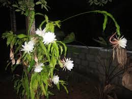 Let the soil dry out between watering, as drenching an already. Aesthetic Sharer Zhr On Twitter Epiphyllum Oxypetalum Dutchman S Pipe Cactus Or Princess Of The Night Queen Of The Night Is A Species Of Cactus And One Of The Most Cultivated Species In