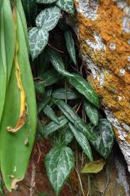 Image result for Ceropegia spatuliloba