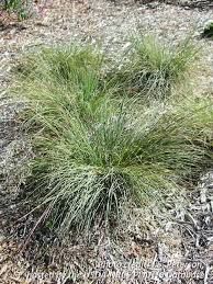 The missouri prairie foundation is a 501(c)3 organization. Prairie Dropseed Ernst Conservation Seeds