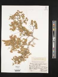 Image result for Afrobrunnichia erecta