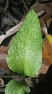 Image result for Ophioglossum reticulatum
