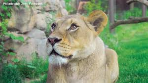 Philadelphia Zoo says goodbye to lioness loved by guests, caregivers - 6abc Philadelphia