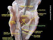 The states of in the 19th century, alexander melville bell very astutely identified a point of stricture superior to the glottis. Glottis Wikipedia
