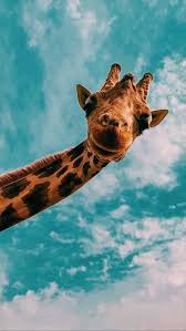 Pinterest Hannesintnicolaas Animal Wallpaper Animal Photography Giraffe