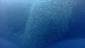 A large number of things or people: Scuba Diving In Goa Best Fish Shoaling Video Fish Shoaling Fish Shoals Video Fish Shoal Scuba Youtube