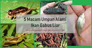 5 Macam Umpan Alami Ikan Gabus Liar Yang Tentunya Sangat Disukai Ikan Gabus Dan Bisa Dijadikan Umpan Alternatif Paling Jitu Dan Ampuh Gabus Ikan Alam