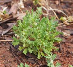 Image result for Blepharispermum