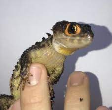 33 Red-eyed Crocodile Skink Ideas Red Eyed Crocodile Skink Crocodile Skink Crocodile