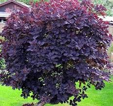 Image result for Cogniauxia