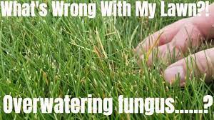 Classic Case Of Overwatering Diy How To Fix Repair Lawn Fungus Melting O Lawn Grass Care Lawn Care