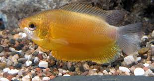 Sunset Honey Gourami Reg Colisa Chuna Segrest Farms Freshwater Aquarium Tropical Fish Fishing World