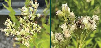 Image result for Aeollanthus suaveolens