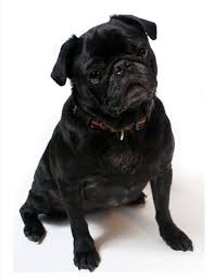 Pug Black Dog Sitting Twelve Identical 6 Inch Quilt Fabric Etsy Dog Sitting Black Dog Black Dogs Breeds