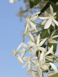 Check spelling or type a new query. Clematis With Yellow Leaves