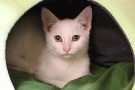 Friends we have a need for newspaper and canned cat food. Can you help?  Newspaper can be dropped off at our shelter, food can be purchased from our  Amazon Wish List and