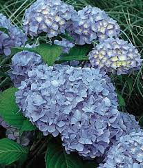 Nikko Blue Hydrangea Seeds And Plants Perennnial Flowers At Burpee Com Nikko Blue Hydrangea Flowers Perennials Planting Hydrangeas