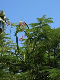 Image result for Delonix