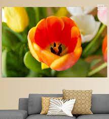 oranje tulp close up foto van mdrn home op canvas behang en meer close up foto s tulpen close up