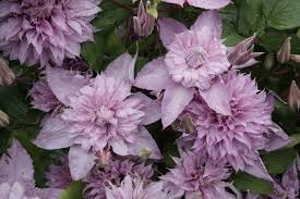 Check out our double pink clematis selection for the very best in unique or custom, handmade pieces from our shops. Clematis Multi Pink Double Blooms Group Shot