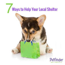 Seven Surprising Ways To Donate To Your Local Shelter Petfinder Pets Animal Shelter Cute Animals