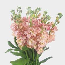 Here are a few standouts that we think. Stock Pink Flowers Wholesale Blooms By The Box