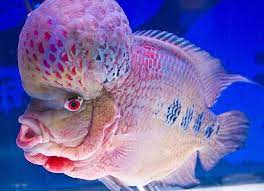 Flower Horn Fish Deep Sea Creatures Beautiful Sea Creatures Ocean Creatures