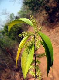 Image result for Opilia amentacea