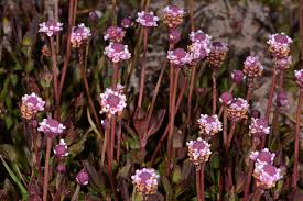 Image result for Phyla nodiflora