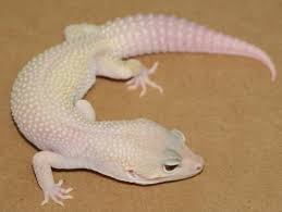 We did not find results for: Adult Albino Leucistic Leopard Geckos For Sale
