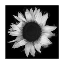 Check spelling or type a new query. Daisy Art Print Wall Art Black And White Photography Black And White Flower Wall Decor Black And White Photo Black And White Print Photography Art Collectibles Kromasol Com