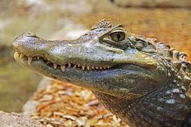 Bird Cleaning Crocodile Teeth Video Pin On Alligators Big Small