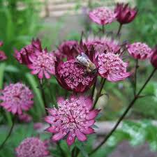 Image result for Astrantia major `Roma`