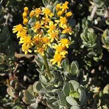 Image result for Senecio consanguineus