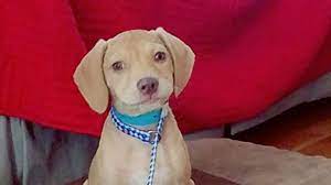 High quality foods are available adoption habitats. Bangor Animal Shelter Gearing Up To Adopt Out First Wave Of Southern Transfer Dogs Wgme