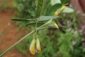 Image result for Rhynchosia totta