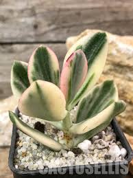 Image result for Crassula vaginata