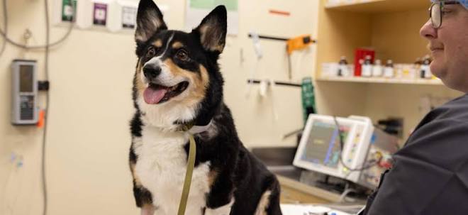 What Is Veterinary Rehabilitation and How Can It Help Your Pet? | DoveLewis