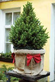 Gently pull the tree out of its container and examine the roots before purchase. Caring For A Live Christmas Tree Nature And Environment Mother Earth News