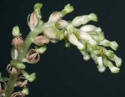 Image result for Zeuxine elongata