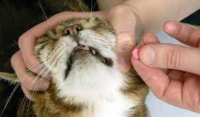 Jetzt maschinen von cat günstig kaufen How To Give Your Cat A Pill When They Don T Want One