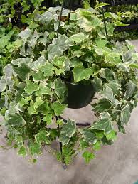 17 Hanging Plants That Are Perfect Additions To Your Home In 2020 Plants Hanging Plants Hanging Plants Diy