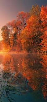 Trees Fall Reflection Autumn 4k Iphone X Wallpapers Free Download