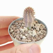 Image result for Hoodia currorii