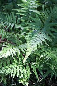 Image result for Microlepia