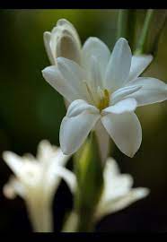 Tuberose Flower Polianthes Tuberosa By Sasithorn S Country Garden Flowers Flower Meanings Beautiful Flowers