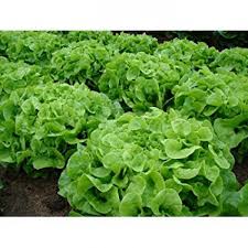 Growing hydroponic lettuce is one of the easiest and best way to start out hydroponic gardening. Hydroponic Seeds Aquaponic Seeds Lettuce Seeds Hydrilla